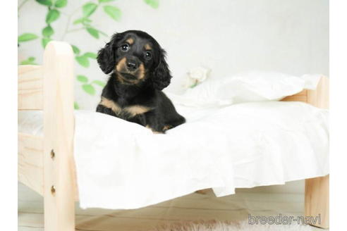 成約済の千葉県のミニチュアダックスフンド(ロングヘアード)-207866の2枚目